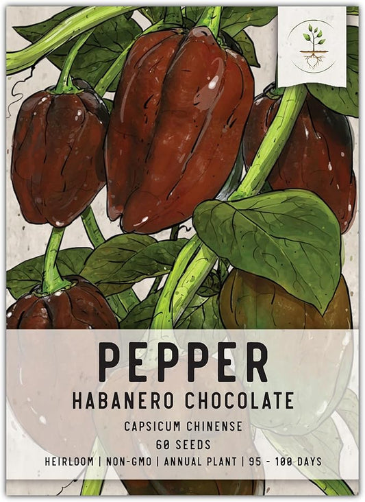 Seed Needs, Chocolate Habanero Pepper Seeds - 60 Heirloom Seeds for Planting Capsicum chinense - 100,000 to 350,000 Scoville Units, Non-GMO & Untreated (1 Pack)