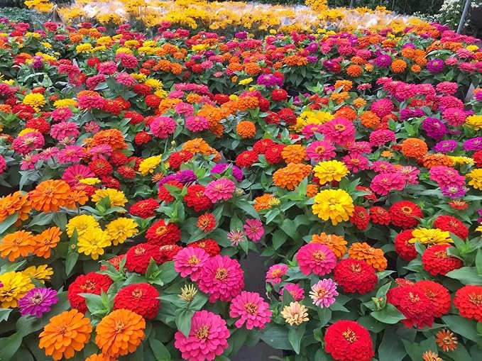1000+ Mixed Zinnia Seeds for Planting Outdoors, Non-GMO, Heirloom, Beautiful Zinnia Flower Seeds - Attract Bees, Butterflies, Hummingbirds, Pollinators, Easy to Plant and Maintain