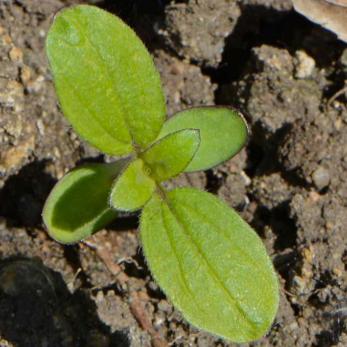 Seed Needs, 1 Ounce 300+ Mammoth Sunflower Seeds to Plant (Helianthus annuus Grey Stripe) Grow Tall Giant Sun Flowers! Flower Seeds Attract Bees and Birds to The Garden - Bulk