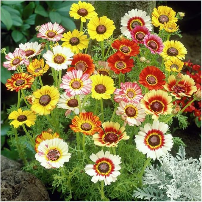 Seed Needs, Painted Daisy Seeds - 1,000 Heirloom Seeds for Planting Chrysanthemum carinatum - Bi-Colored Blooms to Plant a Butterfly Garden for Attracting Pollinators (1 Pack)