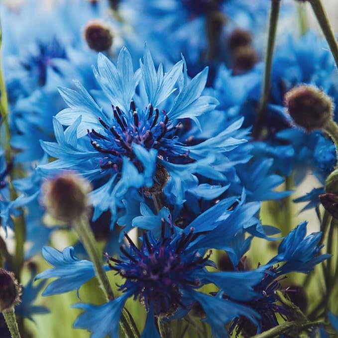 Outsidepride 1000 Seeds Blue Cornflower Bachelor's Button Dwarf Garden Flower Seeds for Planting