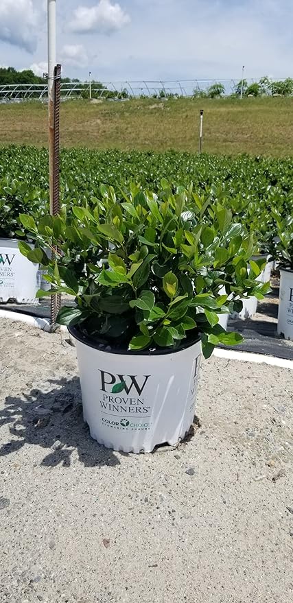 Proven Winners - Aronia Low Scape Mound (Chokeberry) Shrub, white flowers, #3 - Size Container