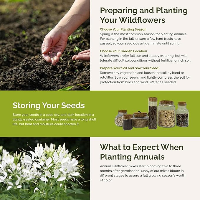 Eden Brothers Vintage Lace Flower Mixed Seeds for Planting, 1 oz, 30,000+ Seeds with Cosmos Gloria, Bishop's Flower, Snapdragon, Attracts Pollinators, Plant in Spring, Zones 3, 4, 5, 6, 7, 8, 9, 10