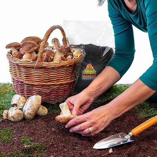 Tortoise Dung Substrate DinoSoil - Coir Blend with Coffee, Vermiculite, Gypsum, Earthworm Castings for Fast Colonization & Mushroom Growth (3lb)