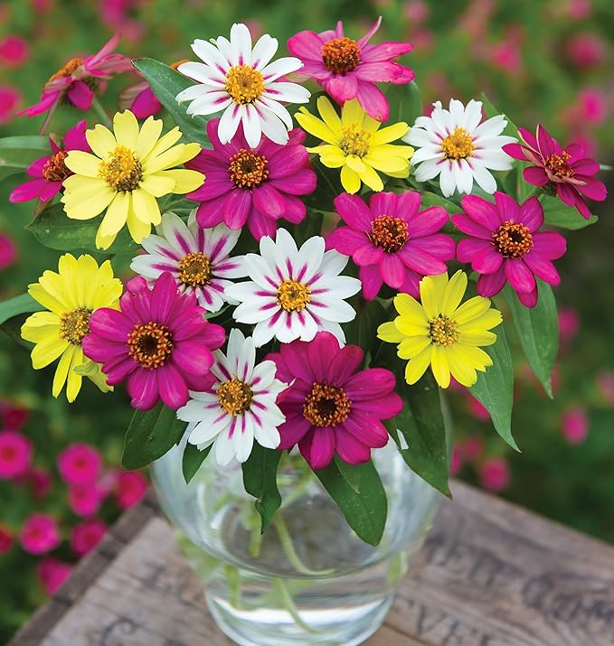Burpee Raspberry Lemonade Mix Zinnia Seeds 25 seeds