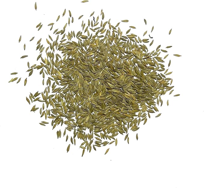 Seed Needs Dandelion Seeds for Planting - Non-GMO, Heirloom & Untreated Perennial Herbs - Organically Grow Food for Tortoises, Rabbits & Bearded Dragons (1 Pack)