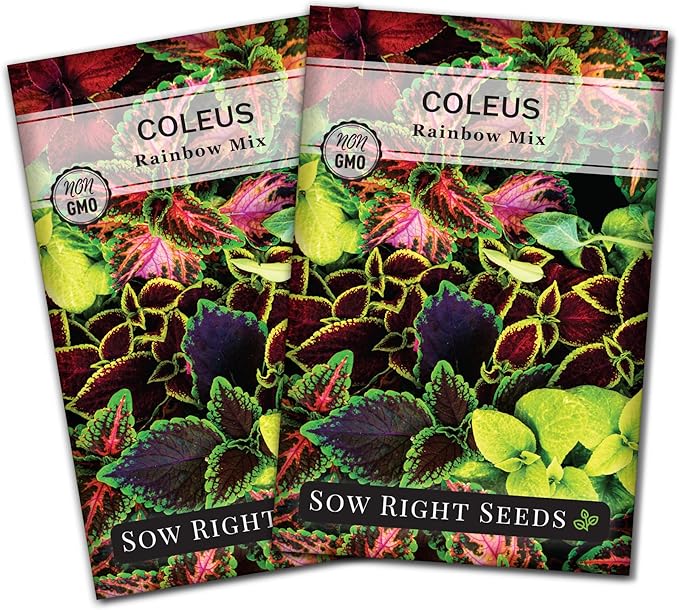 Sow Right Seeds - Coleus Rainbow Mix Seeds for Planting - Beautiful Flowers to Plant in a Home Garden - Indoors or Outdoors - Non-GMO Heirloom Seeds - Attractive & Colorful - Great Gardening Gift (2)