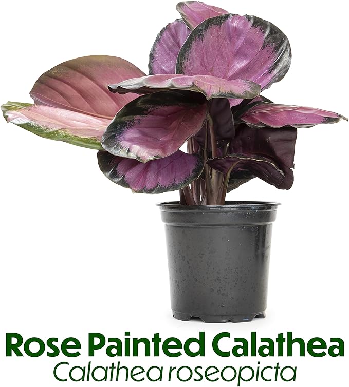 Calathea Prayer Plants Live House Plants Kit (4 PK), Calathea Plant Live Indoor Plants Live Houseplants, Live House Plants Indoors Live Plants Indoor, Live Indoor House Plants Live by Plants for Pets