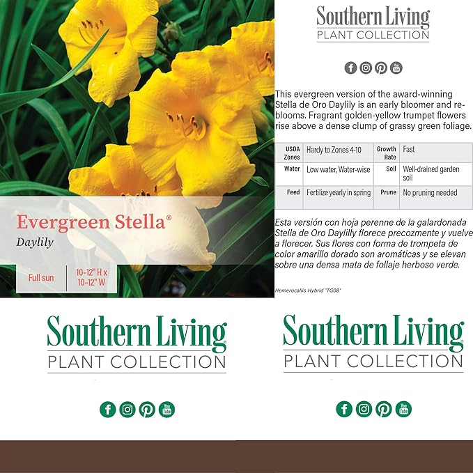 1 Gallon Southern Living Plant Collection Evergreen Stella Daylily