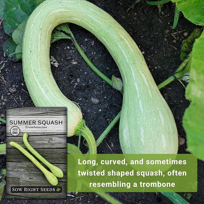 Sow Right Seeds - Tromboncino Rampicante Squash Seeds for Planting - Non-GMO Heirloom Packet with Instructions to Plant a Home Vegetable Garden - Grow Tasty Squash at Home, Great for Cooking