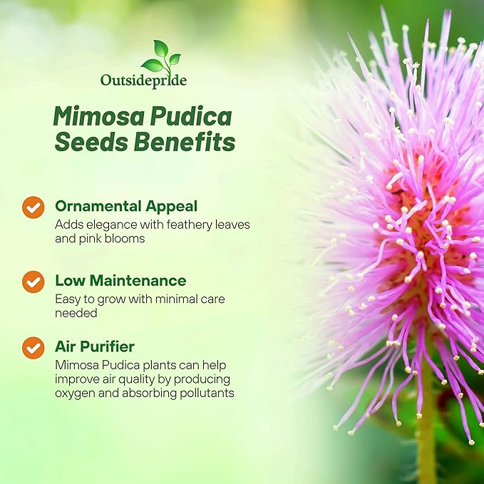 Outsidepride 1000 Seeds Annual Mimosa Pudica Sensitive Plant Flower Seeds for Planting