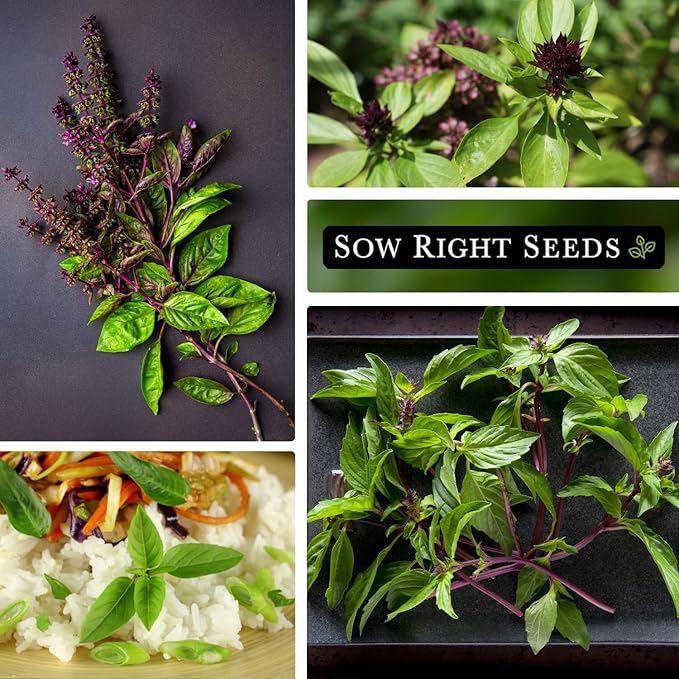 Sow Right Seeds - Sweet Large Leaf Thai Basil Seed for Planting - Non-GMO Heirloom Packet with Instructions to Plant a Kitchen Herb Garden - Indoors or Outdoor - Great for Hydroponic Growing (2)