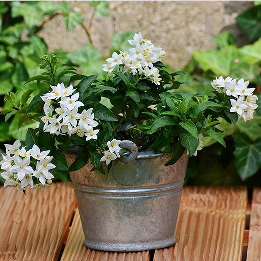 Professional Liquid Jasmine Fertilizer | 3-1-2 Concentrate for Plants and Flowers | Multi-Purpose Blend & Gardening Supplies | 8 oz Bottle (Jasmine)