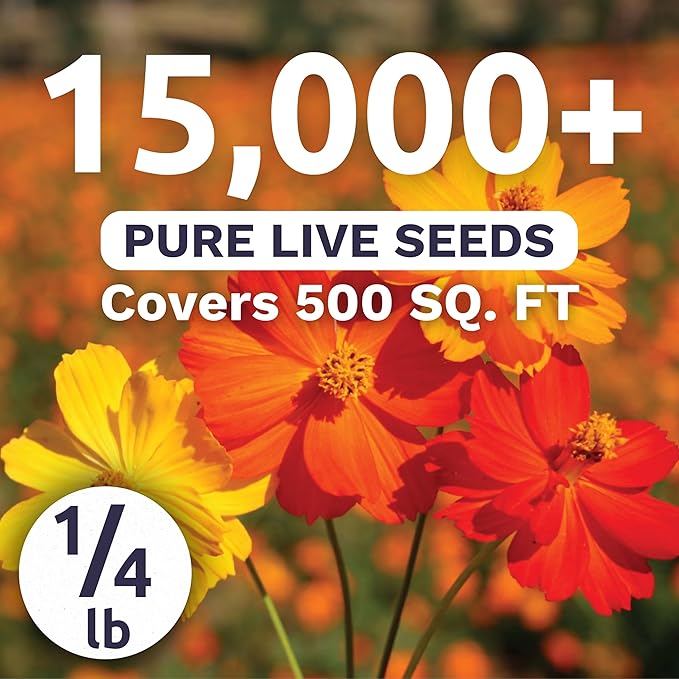 Sulphur Cosmos - Bright Lights Mix - Bulk 1/4 Pound Pouch - 15,000 Flower Seeds for Planting - Wildflower Mix