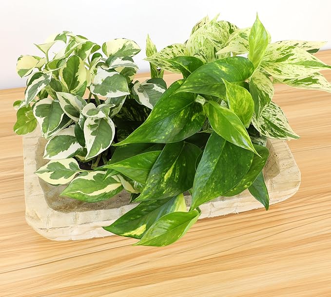 Live Pothos Plants (4PK) Indoor Plants Live Houseplants, Pothos Live Plant House Plants, Money Plant Indoor Pothos Plant Decor, Devils Ivy Trailing Plants Live by Plants for Pets,Black