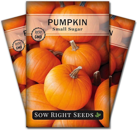 Sow Right Seeds - Small Sugar Pumpkin Seed for Planting - Non-GMO Heirloom Packet with Instructions to Plant a Home Vegetable Garden - Mini Orange Sugar Variety on Long Vines - Fast Growing (3)