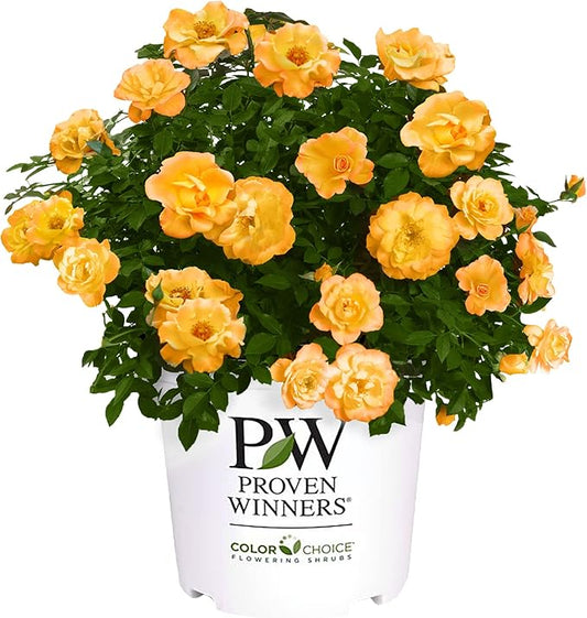 Proven Winners 2 Gallon Sunorita Rose