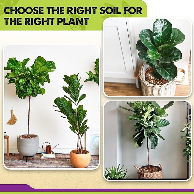 DUSPRO Recycle Fiddle Leaf Fig Soil Specialized for Fiddle Leaf Fig Plant Indoor 5-in-1 Pre-Mixed with Coco Coir, Coconut Fiber, Perlite, Pumice, Pine Bark Ready-to-Use Handmade Mixing Drainage 4 QRT