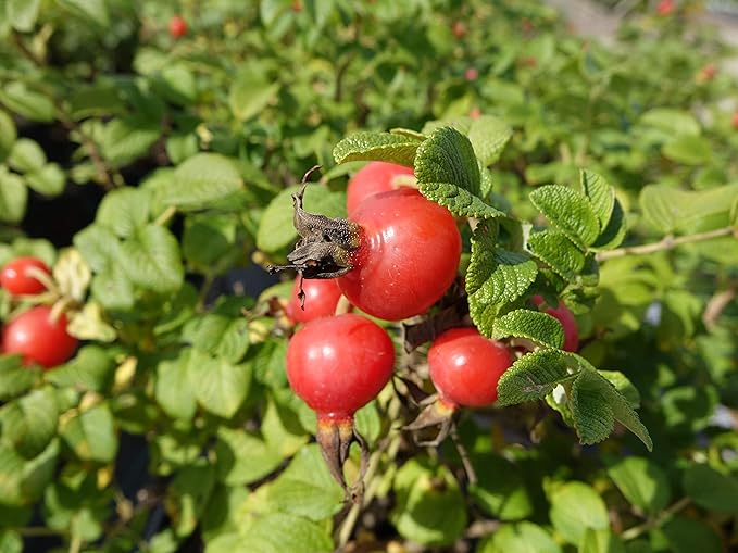 Rosa rugosa (Rugosa Rose) Rose, pink flowers, #3 - Size Container