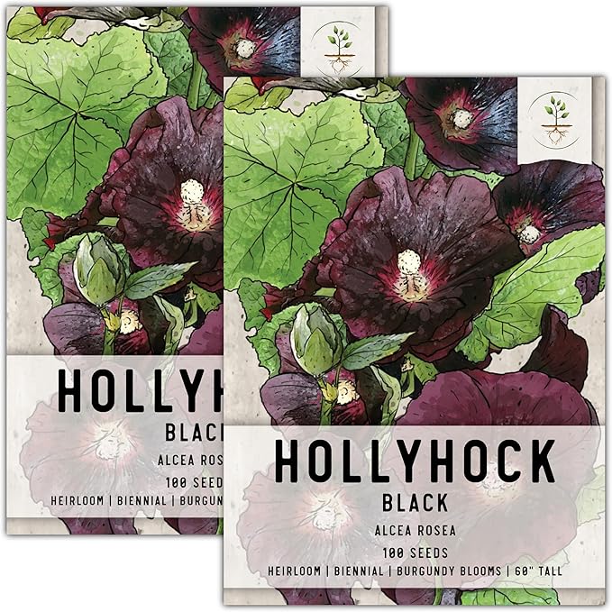Seed Needs, Black Hollyhock Seeds - 100 Heirloom Seeds for Planting Alcea rosea - Great for Gothic Gardens, Open Pollinated Biennial That Attracts Pollinators (2 Packs)