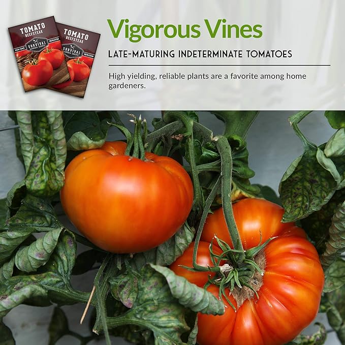 Survival Garden Seeds 5 Packs Beefsteak Tomato Seed for Planting - Packet with Instructions to Plant and Grow Delicious Tomatoes in Your Home Vegetable Garden - Non-GMO Heirloom Variety