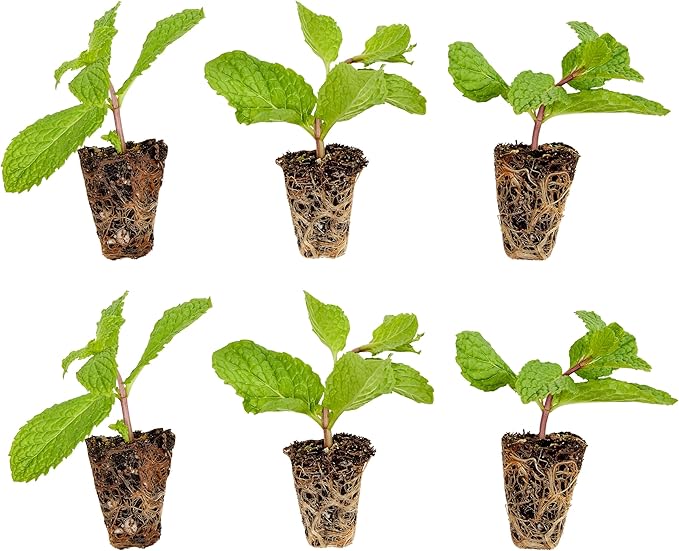 Bonnie Plants Jalapeno Pepper Plug, Live Plant, 3 Cubic in., 6-Pack & Sweet Basil Plug, Live Plant, 3 Cubic in., 6-Pack & Sweet Mint Plug, Live Plant, 3 Cubic in., 6-Pack
