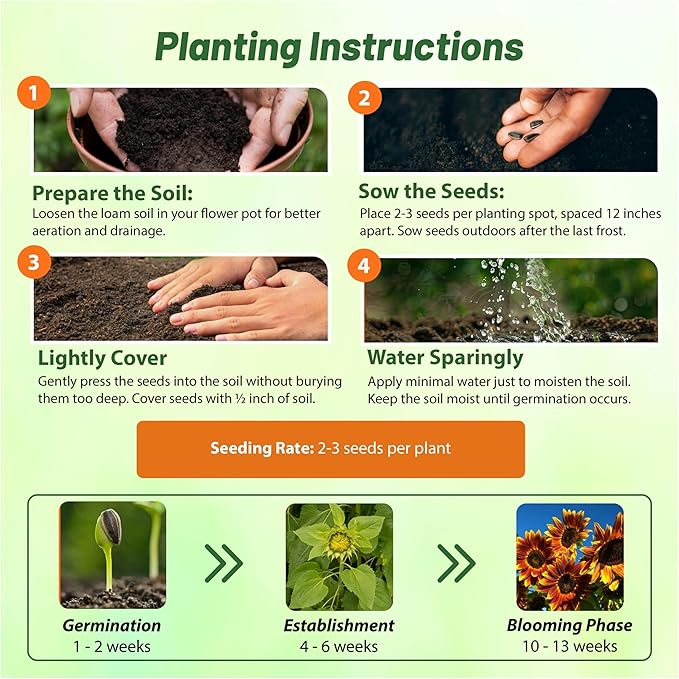 Outsidepride 50 Seeds Helianthus Annuus Joker Sunflower Seeds for Planting