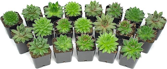 Succulent Plants | 5 Sempervivum Succulents | Rooted in Planter Pots with Soil | Real Live Indoor Plants | Gifts or Room Decor by Plants for Pets