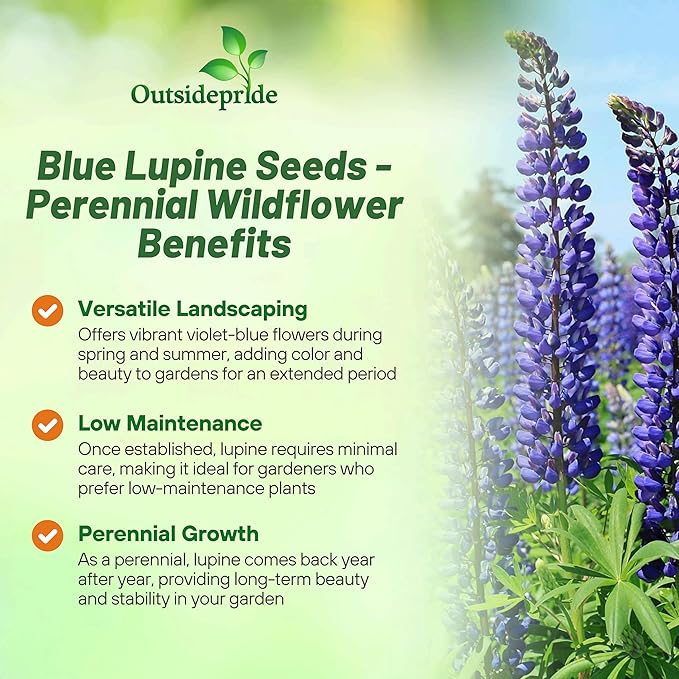 Outsidepride 500 Seeds Perennial Blue Lupine Flower Seeds for Planting