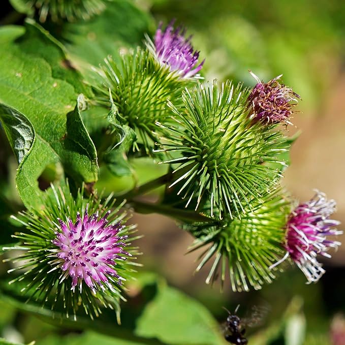 Outsidepride 1000 Seeds Biennial Arctium Lappa Burdock Herb Garden Seeds for Planting
