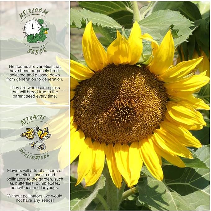 Seed Needs, Dwarf Sunspot Sunflower Seeds - 80 Heirloom Seeds for Planting Helianthus annuus - Attracts Butterflies & Pollinators, Grows 2 Feet Tall (1 Pack)