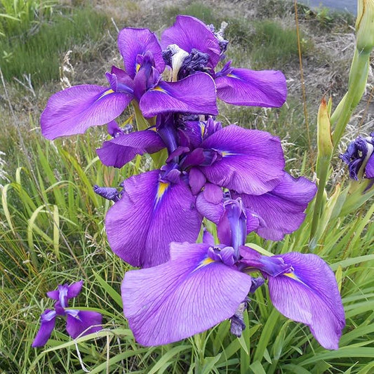 Japanese Iris Seeds Iris Ensata Attract Pollinators Beautiful and Intricate Flowers Standout in Water Gardens, Along Pond Edges, Or in Perennial Borders 20Pcs by YEGAOL Garden