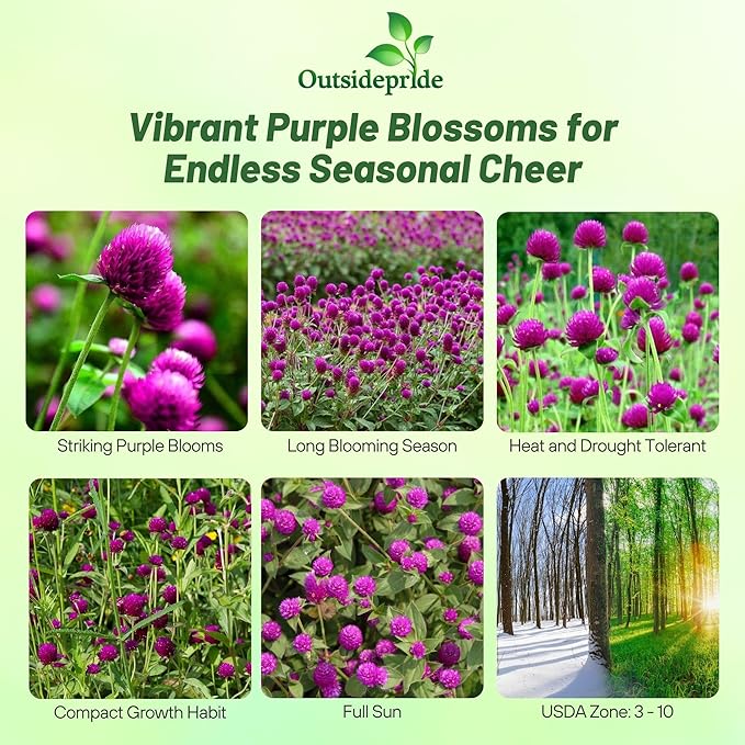 Outsidepride 2000 Seeds Annual Purple Gomphrena Globosa Flower Seed for Planting