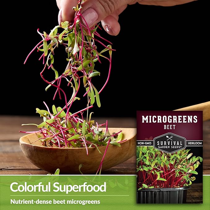 2 Packs Beet Microgreens Seeds for Sprouting and Growing - Sprout Green Leafy Micro Vegetable Plants Indoors - Grow Your Own Mini Windowsill Garden - Non-GMO Heirloom - Survival Garden Seeds