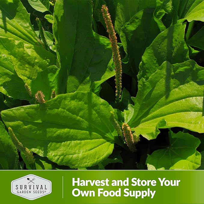 Common Plantain Seeds for Planting - 1 Packet with Instructions to Plant and Grow Plantago Major in Your Home Garden - Non-GMO Heirloom Medicinal Herb - Survival Garden Seeds