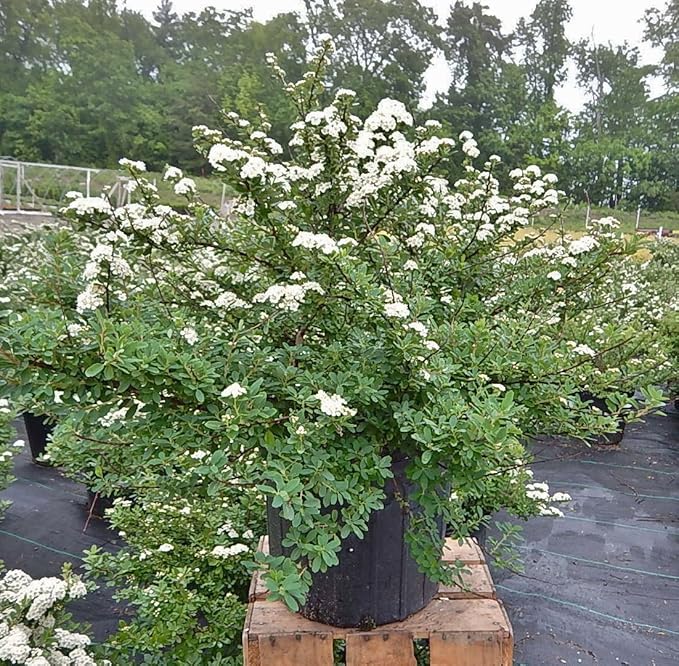 Spiraea nipponica 'Snowmound' (Spirea) Shrub, #3 - Size Container