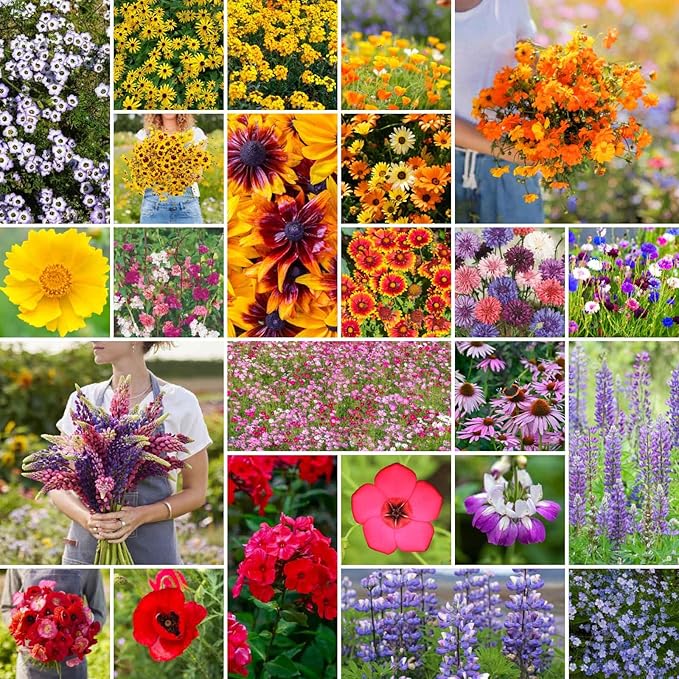 Eden Brothers Southwest Wildflower Mixed Seeds for Planting, 10 lb, 4,800,000+ Seeds with Cornflower, Blanket Flower | Attracts Pollinators, Plant in Spring or Fall, Zones 3, 4, 5, 6, 7, 8, 9, 10