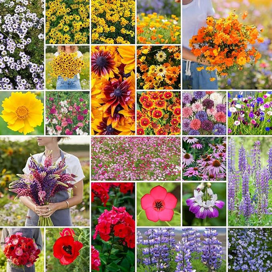 Eden Brothers Southwest Wildflower Mixed Seeds for Planting, 50 lb, 24,000,000+ Seeds with Cornflower, Blanket Flower | Attracts Pollinators, Plant in Spring or Fall, Zones 3, 4, 5, 6, 7, 8, 9, 10