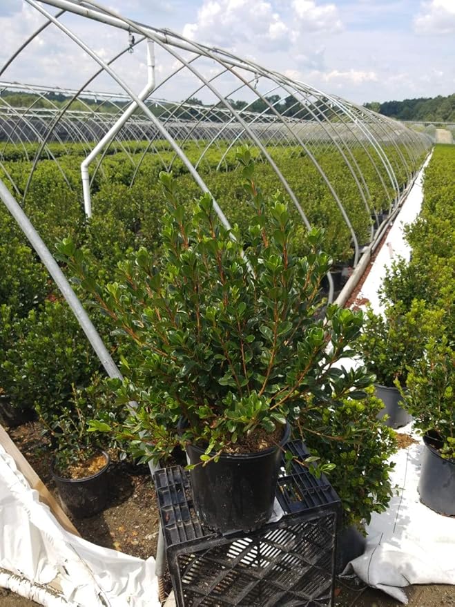 Azalea 'Stewartstonian' (Azalea) Shrub, red flowers, #2 - Size Container