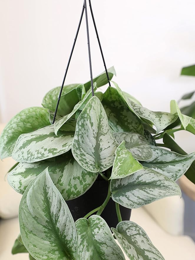 Silver Satin Pothos Plant Live Plant Hanging Basket, Silver Pothos Hanging Plant Live House Plants Indoors, Real Plants Indoor Live Plants Indoor Plants Live Houseplants Live Indoor by Plants for Pets