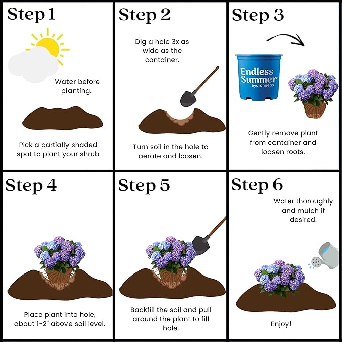 1 Gal. Endless Summer Bloomstruck Hydrangea