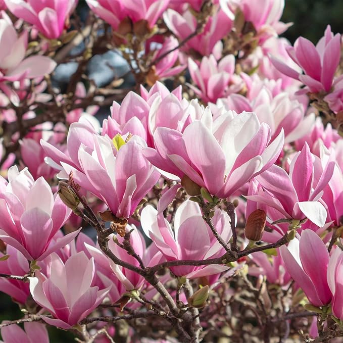 Jane Magnolia in 3 Gal. Grower's Pot | Beautiful Purple Early Spring Blooms | Easy Care | Dwarf Growth Habit