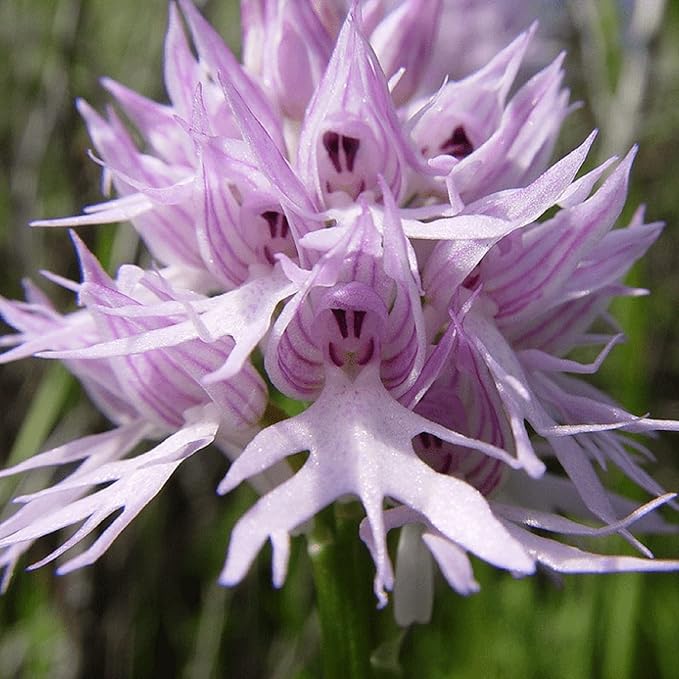 CHUXAY GARDEN Naked Man Orchid Seed 50 Seeds Exotic Charm Perennial Flowering Plant Attract Butterflies and Bees Easy Cultivating