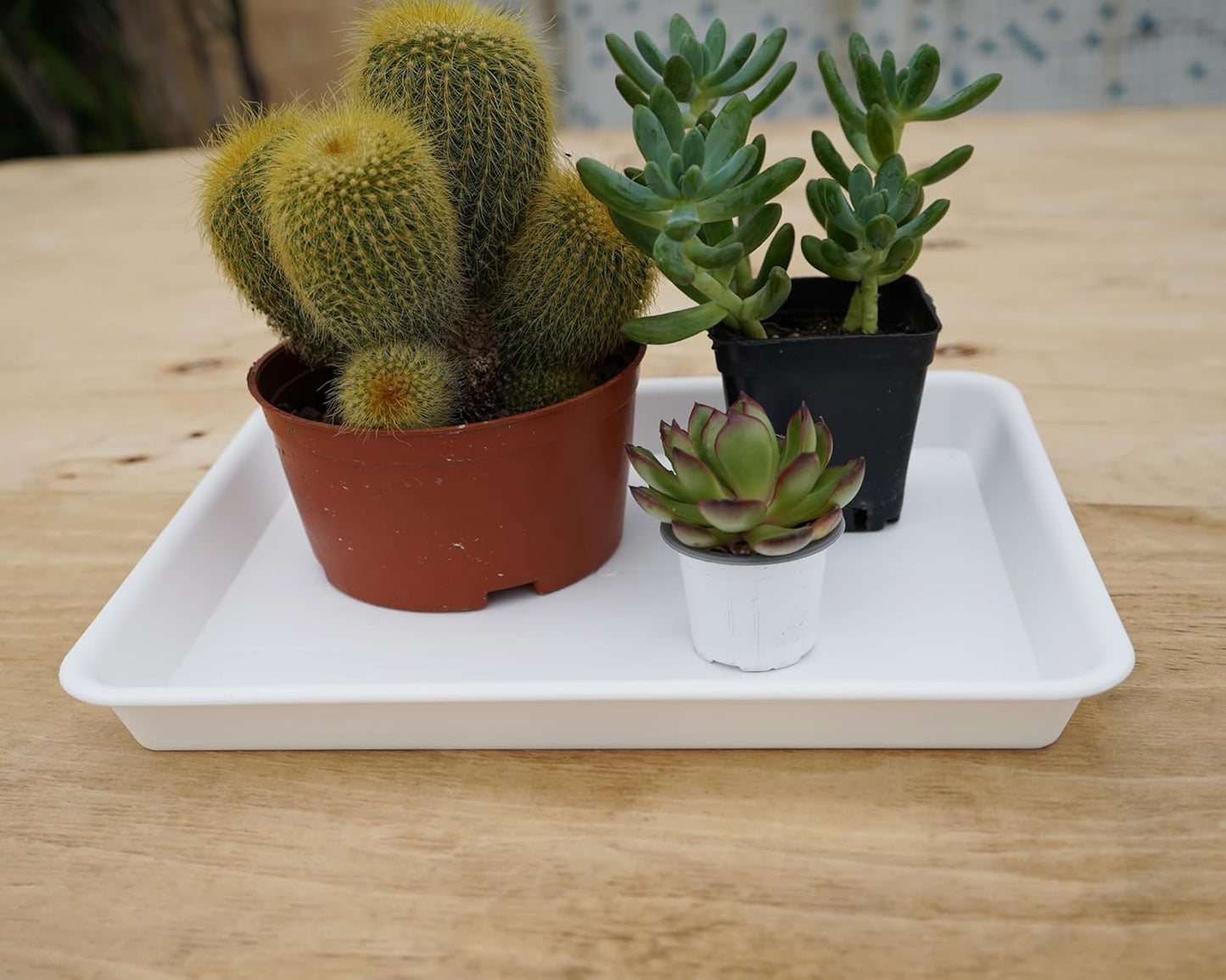 2 Pack Plant Saucer, Nursery Trays, Heavy Sturdy Seed Starting Tray for Indoors No Holes, Starter Growing Tray (17.5"x10.6", Creamy White)