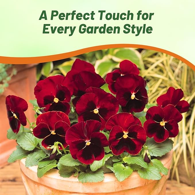 Outsidepride 1000 Seeds Viola Pansy Red Alpenglow Flower Seeds for Planting