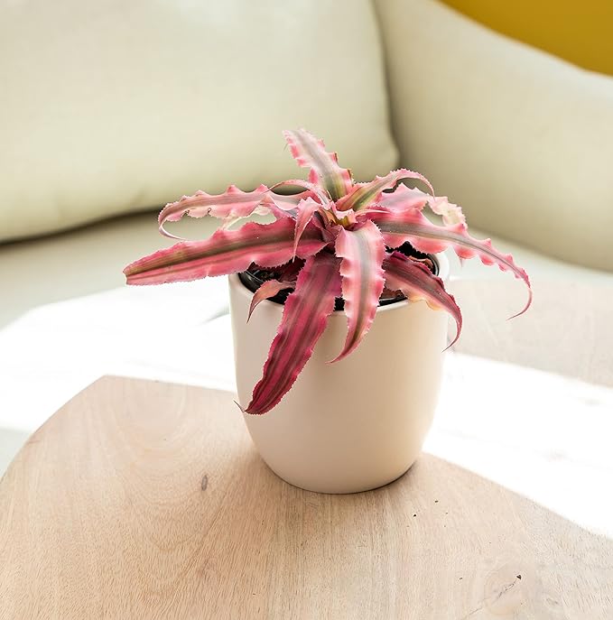 Live Cryptanthus Bromeliad Plant, Cryptanthus bivittatus Pink Star, Indoor Flowering Plant, Earth Star House Plant in Pot, Bromeliads Live Plants in Soil, Colorful Potted Houseplant by Plants for Pets