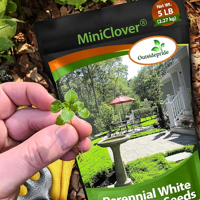 Outsidepride Perennial White MiniClover Seed - 5 lb. Dwarf, Small-Leaved, Drought & Wear-Tolerant Micro Clover Seeds for Lawn, Ideal Low-Maintenance & Easy to Grow Ground Cover Seeds for Home Yard