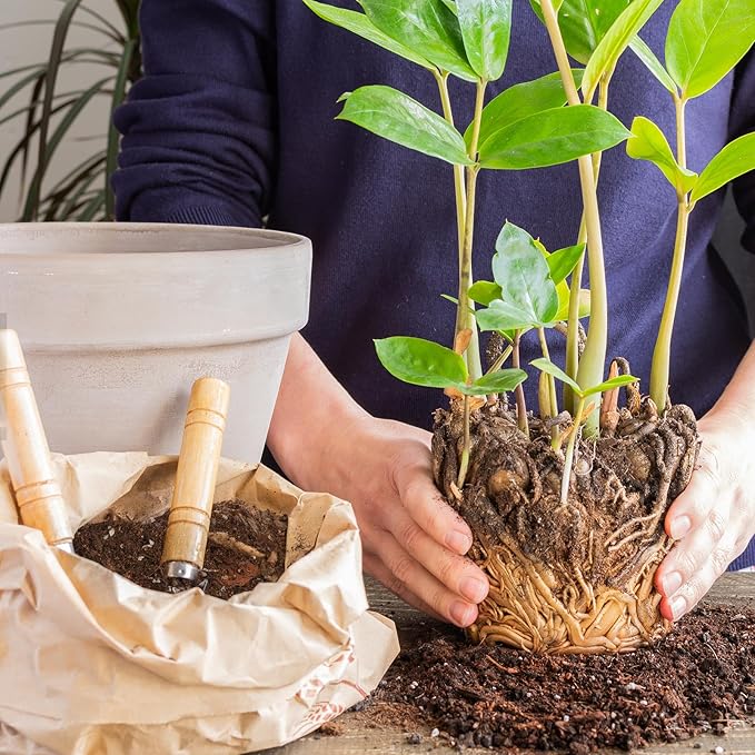 Organic Money Tree Soil Mix 2qt, Indoor Plants Potting Mix for All Potted Money Tree, Grow Healthy houseplants Indoors