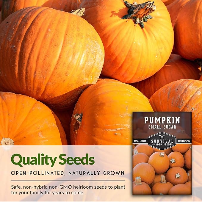 Survival Garden Seeds - Small Sugar Pumpkin Seed for Planting - 5 Packs with Instructions to Plant and Grow Pie Pumpkins in Your Home Vegetable Garden - Non-GMO Heirloom Variety Plant Seed