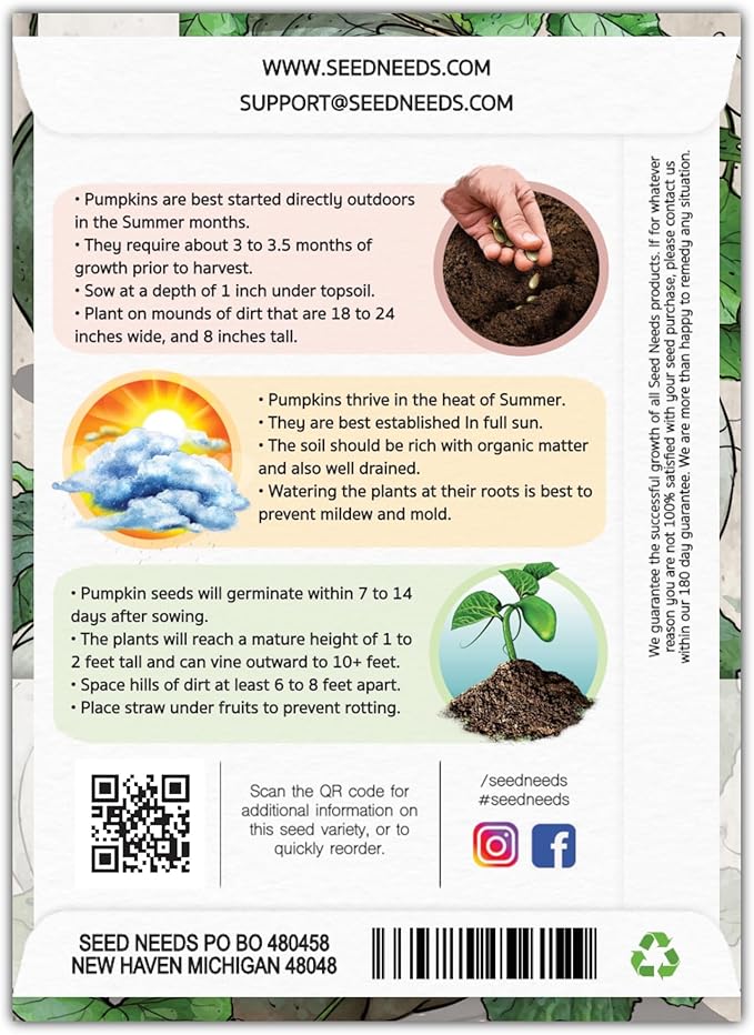 Seed Needs, Blue Jarrahdale Pumpkin Seeds - 20 Heirloom Seeds for Planting Cucurbita Maxima - Non-GMO & Untreated - Tasty Decorative Pumpkin for Halloween & Fall (1 Pack)